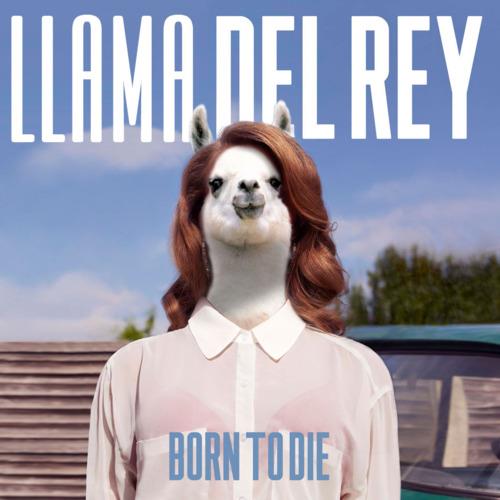 Llama del Rey