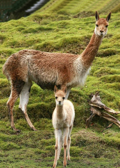 Llama mama