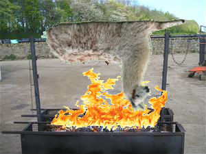 Grilled llama