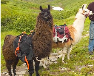 Mountain llamas